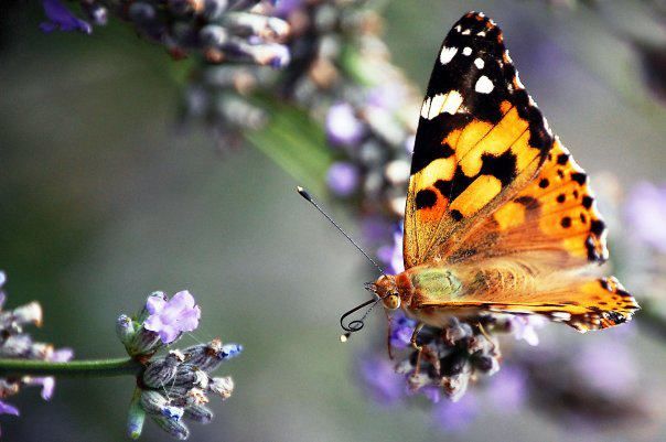 Beautiful Butterfly