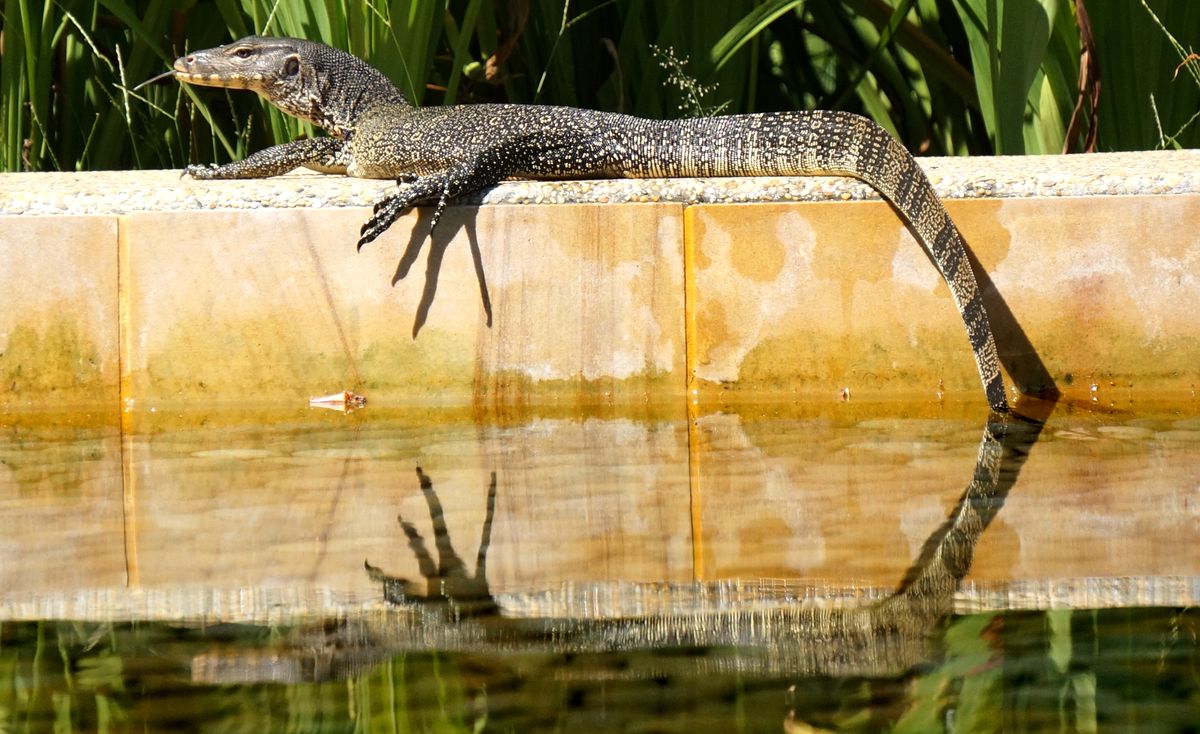 Lagarto monitor a gozar o sol / Monitor lizzard enjoying the sunshine