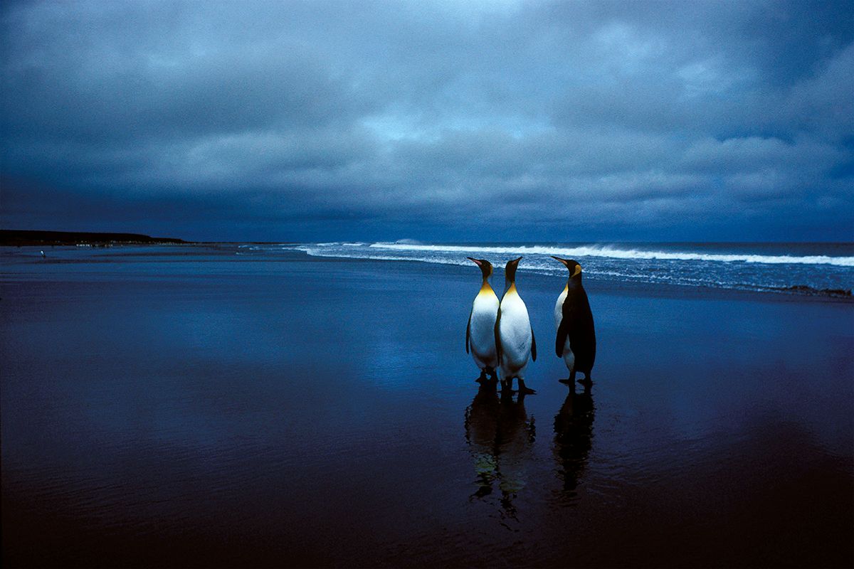 Manchots royaux sur la plage de Ratmanoff aux Iles Kerguelen.