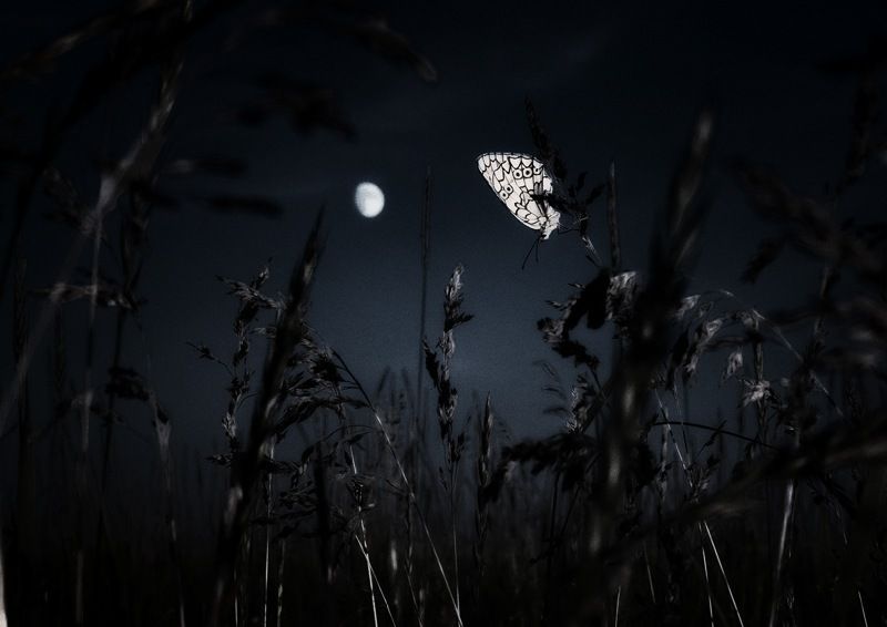 "Night" butterfly