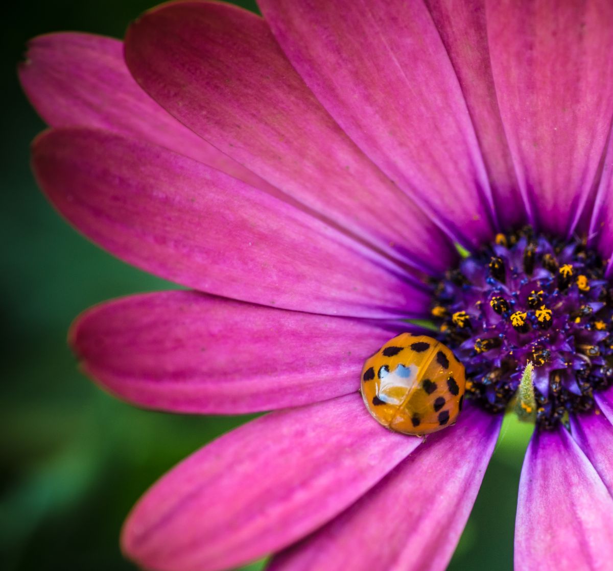 A ladybird on a Serenity Sunset Magic Osteospermum