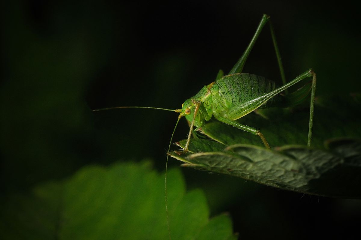 Gerd Leeuwis - macro 5.jpg