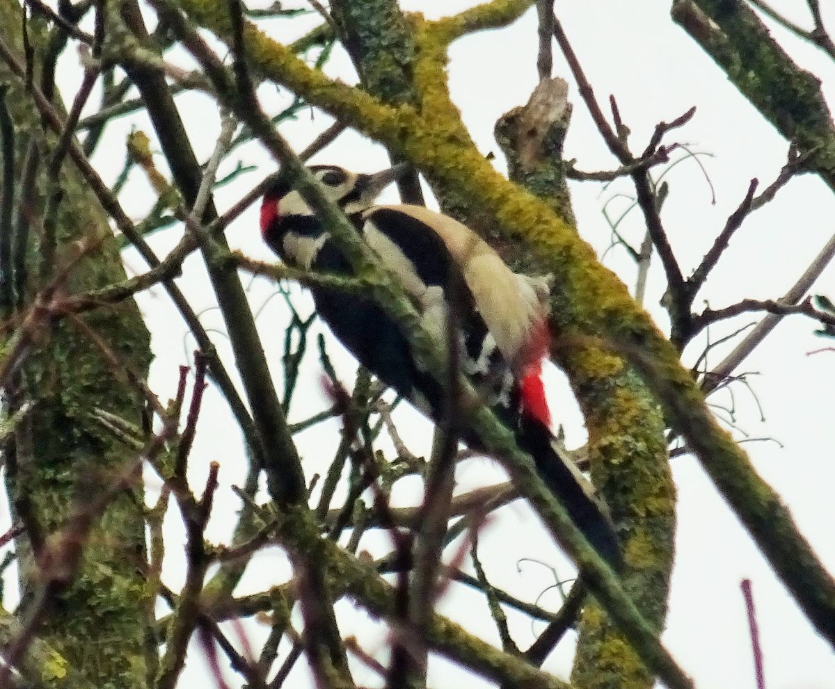 Spotted Woody in our garden yesterday  , taken through the window