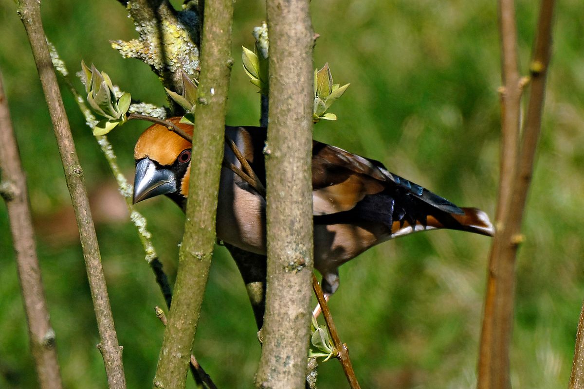 Bild für Forumsbeitrag : https://community.sony.de/t5/termine-treffen-off-topic/im-bann-der-covid-19-pandemie-wildlife-im-garten-und-vor-der/td-p/2753352 ( Diese Aufnahme entstand in APS-C / Super 35mm Modus, mit 900mm / Äquivalent zu 35 mm )