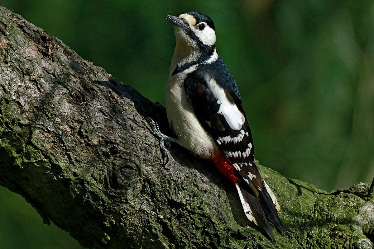 Bild für Forumsbeitrag : "Im Bann der COVID-19 Pandemie, Wildlife im Garten und vor der Haustür ! " ( Diese Aufnahme entstand in APS-C / Super 35mm Modus, mit 900mm / Äquivalent zu 35 mm )