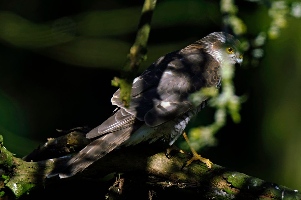 Weitere Infos in Forumsbeitrag : https://community.sony.de/t5/termine-treffen-off-topic/im-bann-der-covid-19-pandemie-wildlife-im-garten-und-vor-der/td-p/2753352