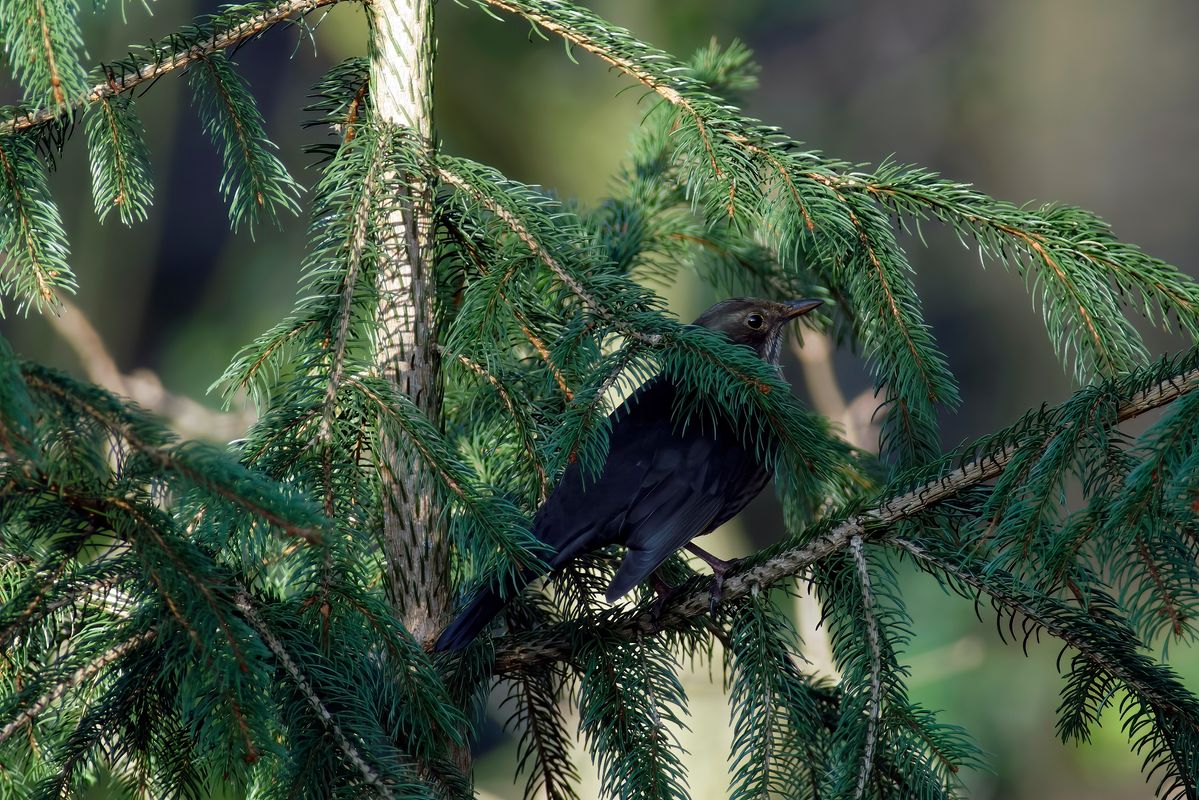 Die Amsel oder Schwarzdrossel  / 1:1 Bildausschnitt / Exif-Daten : ISO: 400 / Verschlusszeit: 1/200 Sek. / Blende: 6.3 / Objektiv: Minolta 400mm F4.5 APO plus Minolta AF Tele Converter 1.4x plus APS-C Modus