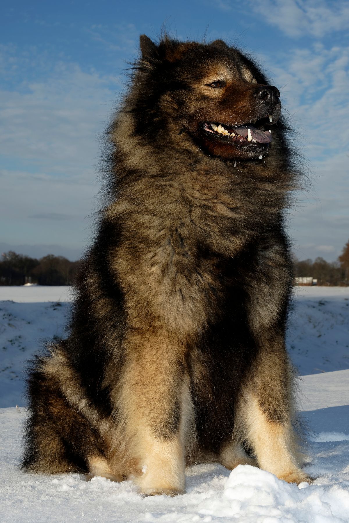 Cayro ist ein Eurasier von der Grafschaft Sayn