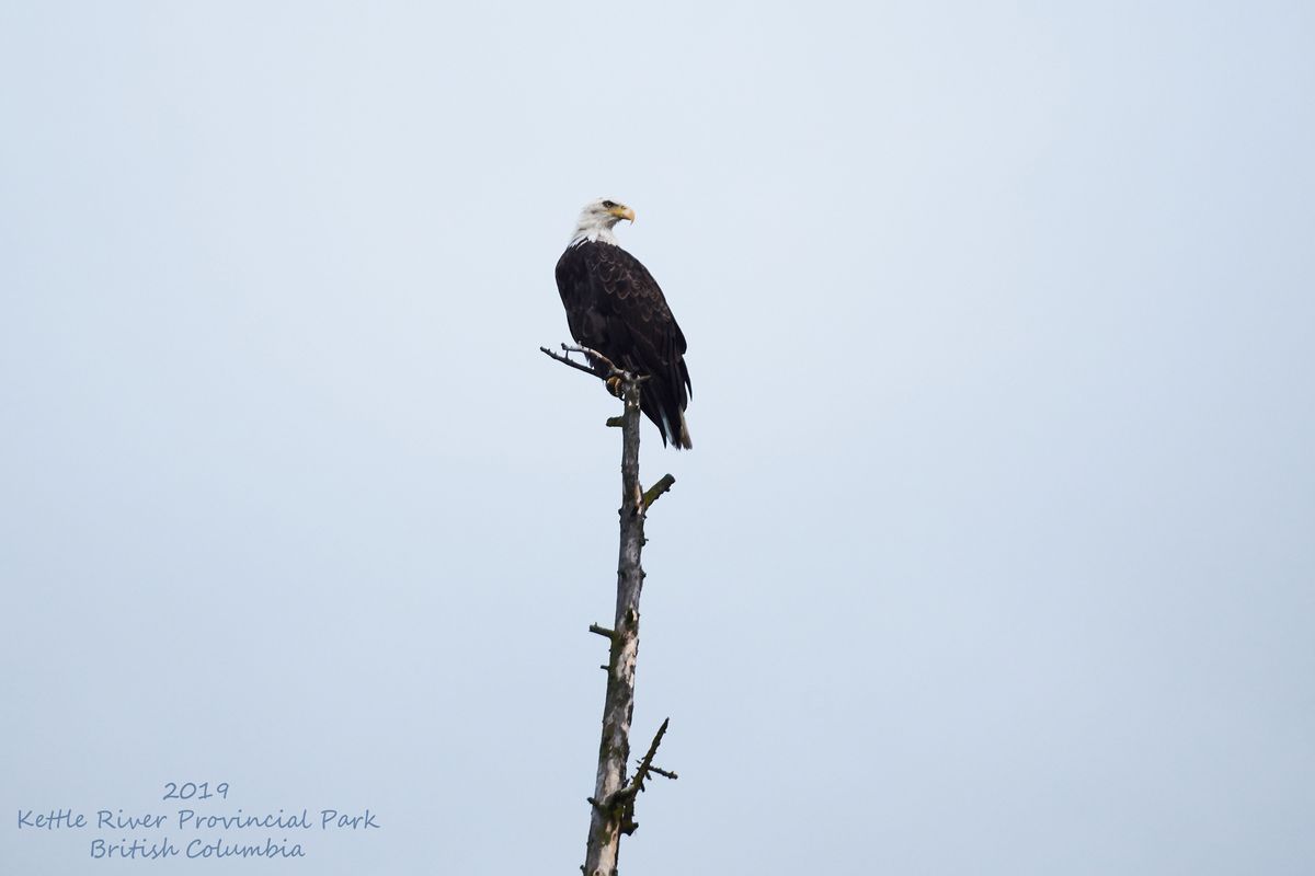 Met de Minolta AF Reflex 500 f8 , deze Bald Eagle  kunnen zien.