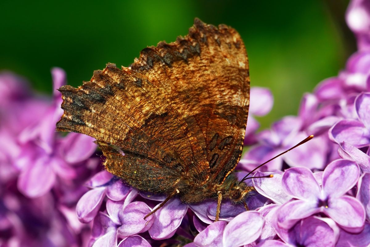 Die Unterseite des Großen Fuchses ( Nymphalis polychloros )