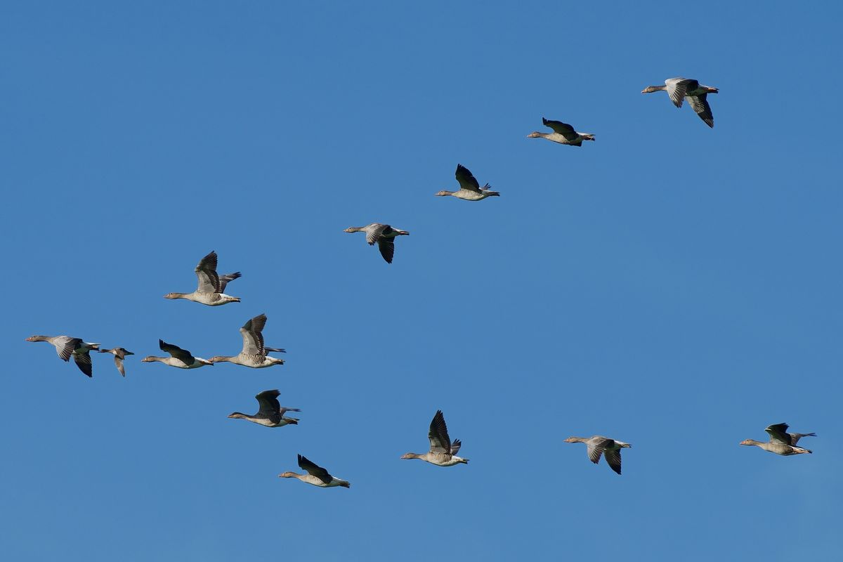 Führungswechsel, jetzt übernimmt eine Graugans die Position des Leitvogels. Die Ente fliegt jetzt an Position zwei.