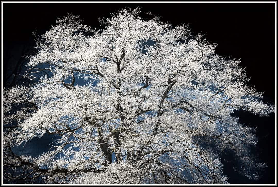 L arbre blanc.