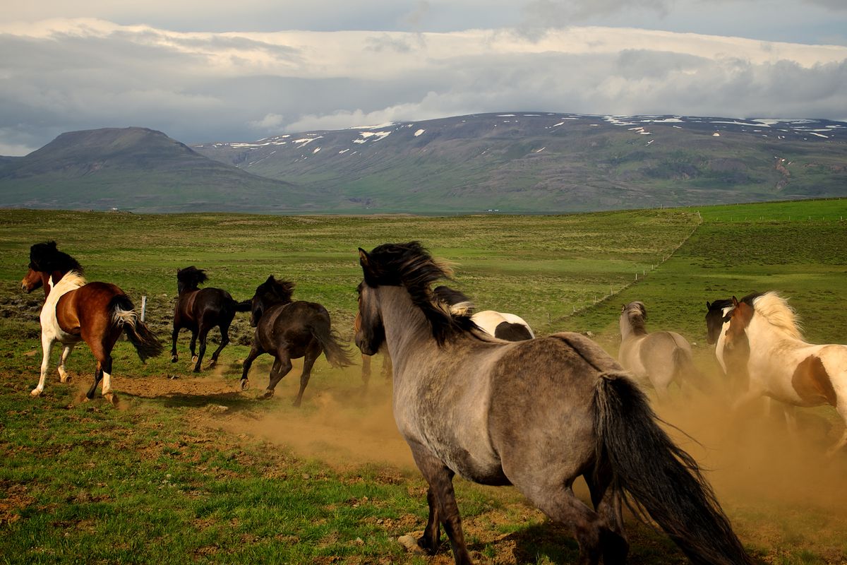 Horses Running in Iceland